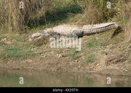 Großes Räucherkrokodil (Crocodylus palustris) im Chitwan Nationalpark, Nepal Stockfoto