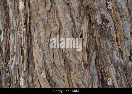 Die Beschaffenheit der Rinde eines jungen Küsten, Redwood Sequoia sempervirens - Hintergrund oder Hintergrund Stockfoto