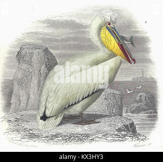 Ein Stahlstich von Edouard Traviès aus dem Jahr 1867 im Dictionnaire universel d’histoire naturelle von Charles d’Orbigny zeigt eine Darstellung einer Mandarine (Aix galericulata) und eines dalmatinischen Pelikans (Pelecanus crispus) und hebt die Artenmerkmale hervor. Stockfoto