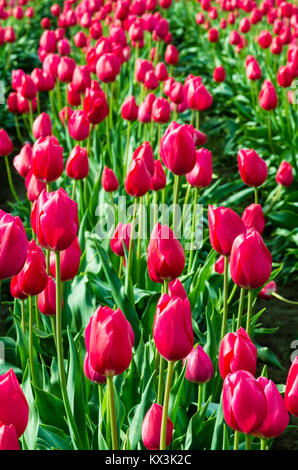 Reihen von roten Tulpen in voller Blüte. Jährliche Tulip Festival, in Woodburn, Oregon Stockfoto