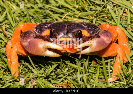 Eine Nahaufnahme eines Halloween Mond Crab in Costa Rica. Stockfoto