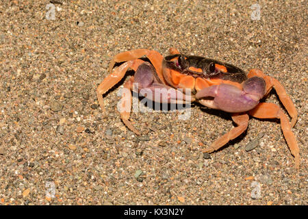 Eine Nahaufnahme eines Halloween Mond Crab in Costa Rica. Stockfoto