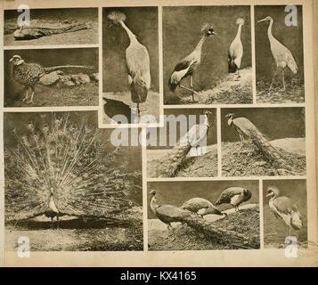 Das thierleben in Schönbrunn (Platte 29) (6096235225) Stockfoto