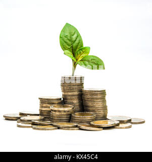 Die Sämlinge wachsen aus der Münze Stacks auf weißem Hintergrund. Stockfoto
