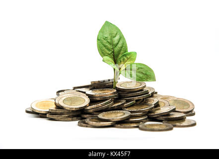 Die Sämlinge wachsen aus der Münze Stacks auf weißem Hintergrund. Stockfoto