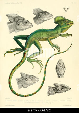 Beschreibung des Reptilien nouveaux ou imparfaitement connus de la collection du Muséum d'Histoire Naturelle et remarques sur la Classification et les caractères de Reptilien (6989152146) Stockfoto