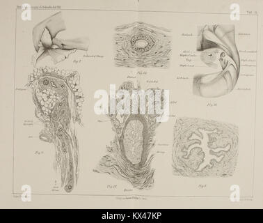 Dieser artikel untersucht die Anatomie weiblicher Urogenitalorgane in Orang-Utans und liefert detaillierte anatomische Informationen für die Primatenbiologie und vergleichende Forschung Stockfoto