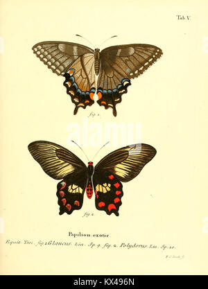 Diese Illustration aus „die ausländischen Schmetterlinge“ zeigt Schmetterlinge aus verschiedenen fremden Regionen und zeigt ihre natürliche Schönheit. Das Bild bietet eine wissenschaftliche Darstellung dieser Insekten und hebt ihre Farben, Formen und anatomischen Details hervor. Stockfoto