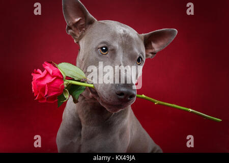 Hund hält stieg im Mund Stockfoto