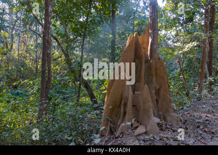 Termitenhügel in Chitwan Nationalpark Nepal Stockfoto