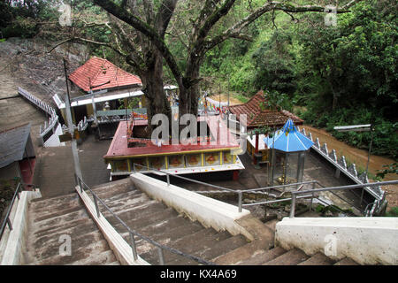 Heiligen buddhistischen Baum in Dhowa Tempel in der Nähe von Kandy, Sri Lanka Stockfoto