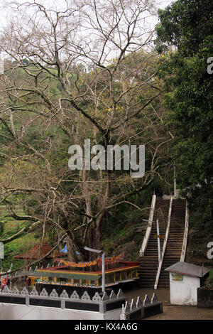 Heiligen buddhistischen Baum in Dhowa Tempel in der Nähe von Kandy, Sri Lanka Stockfoto