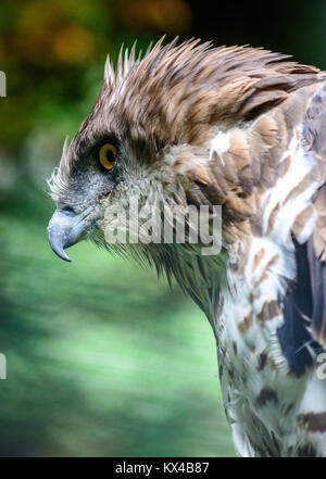 Short-toed Schlangenadler (Circaetus gallicus) sitzen auf Baum Stockfoto