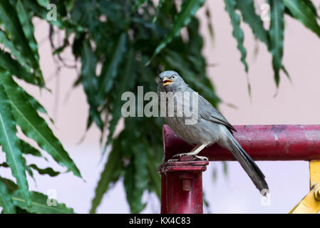 Dschungel Schwätzer (Turdoides Striata) Vogel in Nathdwara, Rajasthan, Indien Stockfoto