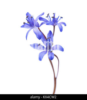 Сlose der Sibirischen Blausterne (Scilla siberica). Der frühe Frühling Blumen auf weißem Hintergrund. Flache DOF Stockfoto