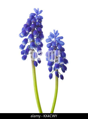 Zwei Blumen von Muscari auf weißem Hintergrund. Traubenhyazinthen Stockfoto