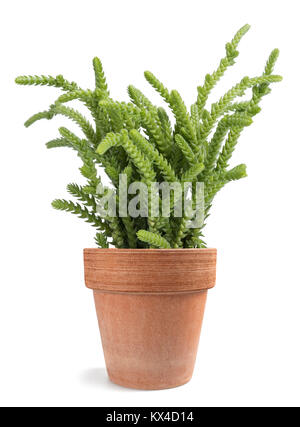 Crassula lycopodioides muscosa Werk in Vase isoliert auf weißem Stockfoto