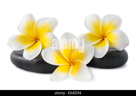 Frangipani Blüten auf Zen Kieselsteinen isoliert auf weiss Stockfoto