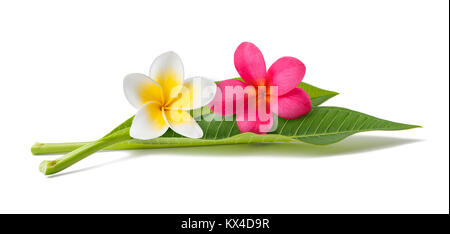 Rote und weiße Frangipani Blüten mit Blättern isoliert auf weißem Stockfoto