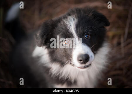 Portrait von Border Collie Hund im Feld im Winter Stockfoto