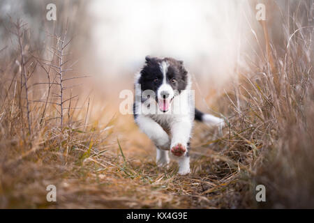 Ausführen von Border Collie Welpen in Feld im Winter Stockfoto