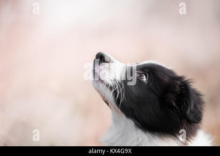 Portrait von Border Collie Hund im Feld im Winter Stockfoto