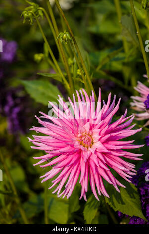 Die Butchart Gärten in Victoria, British Columbia, Kanada August 2017 Nahaufnahme von rosa Blumen in Blumenbeet im Garten Stockfoto