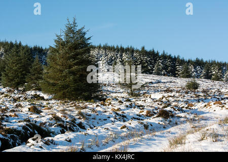 Schnee und Pinien in Wicklow Hochland in Irland Stockfoto