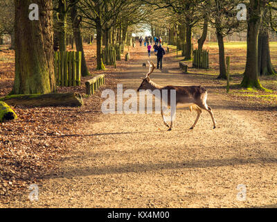 Rotwild Überqueren einer woodland Pfad im Winter vor der Besucher im Park an der National Trust Eigentum von Dunham Hall an Dunham Massey Cheshire Stockfoto