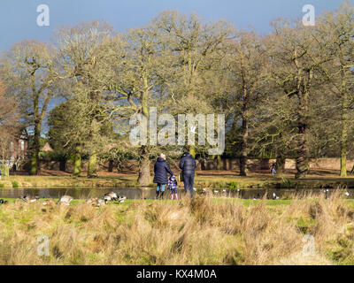 Mann und Frau mit Kind Füttern der Enten in einem Teich im Park an der National Trust Eigentum von Dunham Hall an Dunham Massey Cheshire Stockfoto