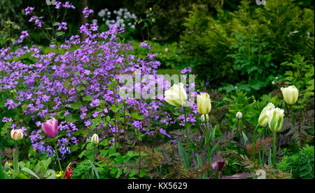 Tulipa Deirdre, hesperis matronalis, Tulpen, Tulpen, Blumen, Blüten, Blüte, Grün, Weiß, Violett, Lila, Lila, Frühling, Garten, RM Floral Stockfoto