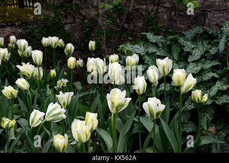 Tulipa Deirdre, Tulpen, Tulpen, Grün und Weiß, Blume, Blumen, Blüte, Arum italicum italicum subsp Marmoratum, Syn, Arum italicum pictum, Grün, Weiß, Plan Stockfoto