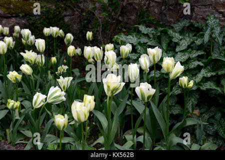 Tulipa Deirdre, Tulpen, Tulpen, Grün und Weiß, Blume, Blumen, Blüte, Arum italicum italicum subsp Marmoratum, Syn, Arum italicum pictum, Grün, Weiß, Plan Stockfoto