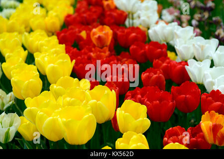 Tulipa Apeldoorn, Oxford, Tulipa tulipa Goldenen Engel wünschen, Tulpen, Tulpen, Rot, Gelb, Weiß, Blumen, Blüte, RM Floral Stockfoto