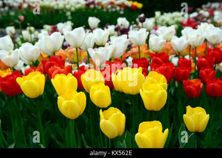 Tulipa Apeldoorn, Oxford, Tulipa tulipa Goldenen Engel wünschen, Tulpen, Tulpen, Rot, Gelb, Weiß, Blumen, Blüte, RM Floral Stockfoto