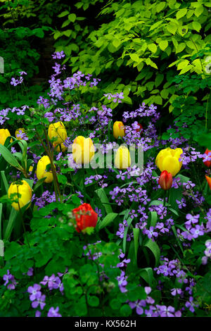 Tulipa golden Oxford, Hesperis matronalis, Dame - Violett, Tulpen, Tulpen, Gelb, Pink, Lila, Blumen, blühen, RM Floral Stockfoto