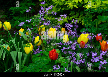 Tulipa golden Oxford, Hesperis matronalis, Dame - Violett, Tulpen, Tulpen, Gelb, Pink, Lila, Blumen, blühen, RM Floral Stockfoto