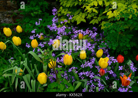 Tulipa golden Oxford, Hesperis matronalis, Dame - Violett, Tulpen, Tulpen, Gelb, Pink, Lila, Blumen, blühen, RM Floral Stockfoto