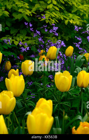 Tulipa golden Oxford, Hesperis matronalis, Dame - Violett, Tulpen, Tulpen, Gelb, Pink, Lila, Blumen, blühen, RM Floral Stockfoto