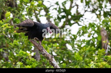 Truthahngeier (Cathartes Aura) sitzen auf Zweig, Costa Rica Stockfoto