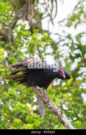 Truthahngeier (Cathartes Aura) sitzen auf Zweig, Costa Rica Stockfoto