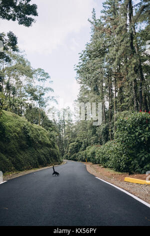 Nasenbär, Coatimundi, überqueren Sie die Straße in El Arenal Nationalpark, La Fortuna, Alajuela, Costa Rica Stockfoto