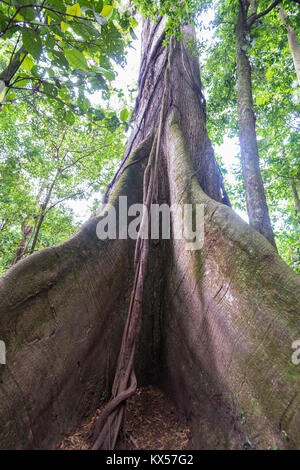 Kapok Tree (ceiba pentandra) im tropischen Regenwald, Arenal Volcano National Park, Provinz Alajuela, Costa Rica Stockfoto