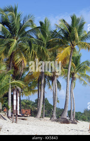 Palmen am Sandstrand, Langkawi, Malaysia Stockfoto