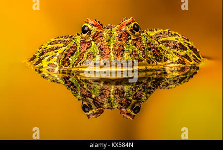 Makro Argentinischen verzierten Horned Frog in Reflexion pool Stockfoto