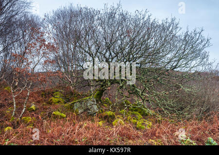 Ein Bild von einem bewaldeten Bank auf die ardnamurchan Halbinsel in Lochaber, Schottland. 24. Dezember 2017. Stockfoto