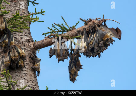 Eine Kolonie von Stroh - farbige Flughunde (Eidolon helvum) in einen Baum, westlichen Kenia Stockfoto