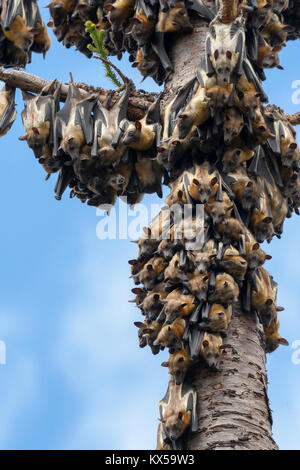 Eine Kolonie von Stroh - farbige Flughunde (Eidolon helvum) in einen Baum, westlichen Kenia Stockfoto