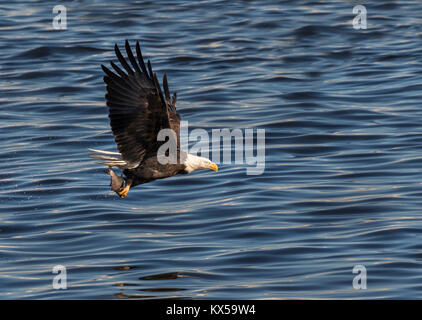 Der Weißkopfseeadler (Haliaeetus leucocephalus) mit einem gefangenen Fisch am Mississippi River, Iowa, USA Stockfoto