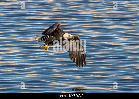 Der Weißkopfseeadler (Haliaeetus leucocephalus) mit einem gefangenen Fisch am Mississippi River, Iowa, USA Stockfoto